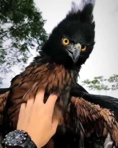 🔥 🔥 Black and Chestnut Eagle 🔥 🔥