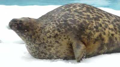 Funny fat seal I found on YouTube.credits goes to @maro zoo