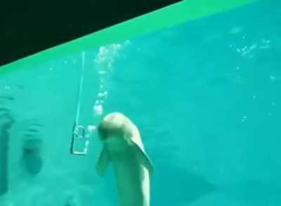 Beluga blowing bubble rings at the camera