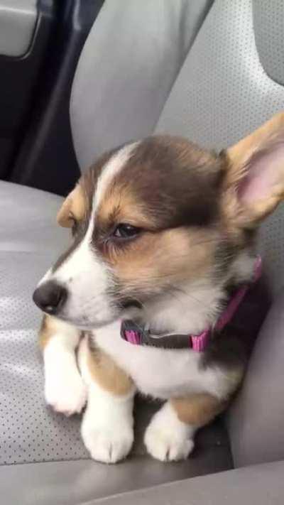 Baby Corgi trying to stay awake