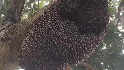 Giant Honeybees protect their hive from predators with a ripple effect known as 