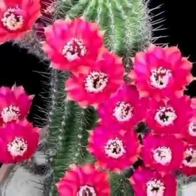 Cactus flowers repost from r/woahdude