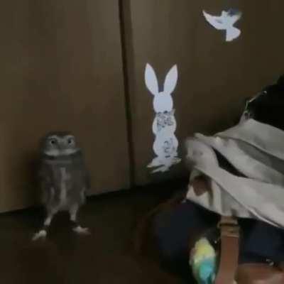 LOL,,, This owl knows how to make an entrance