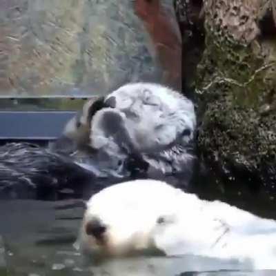 This otter enjoying bath