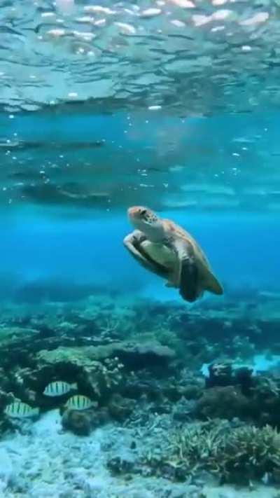 🔥 He just floats in the water