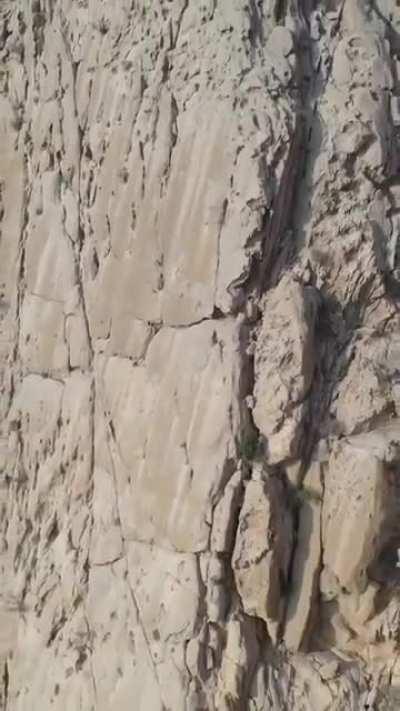 🔥 Zoom shot of a goat on a mountain 🔥