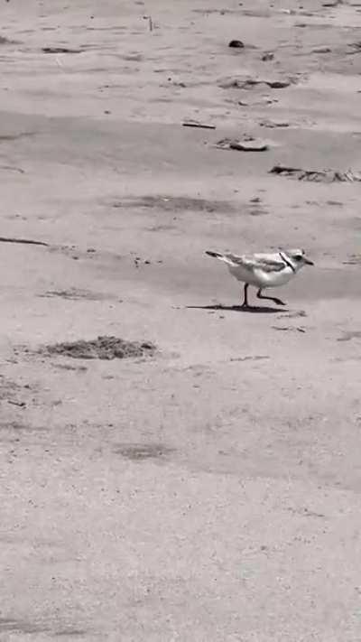 A bird running on sand