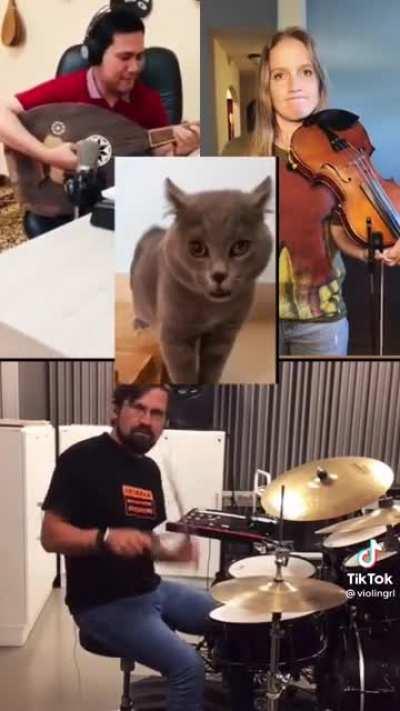 Making a song out of a cat