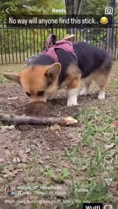 One day archeologists will uncover this Corgi treasure