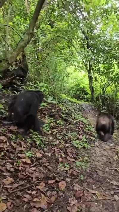 Close chimpanzee encounter