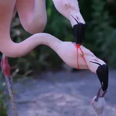 🔥A flamingo couple feeding its young 🔥