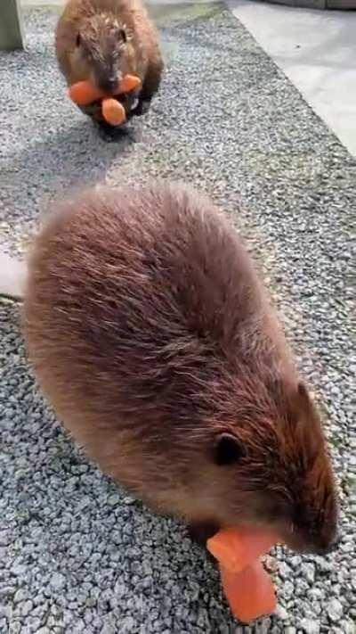 Two beavers just passing through with some carrots