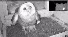 A barn owl mother protecting her chicks from a rat snake trying to enter her nest