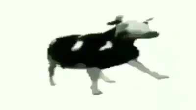 FUNNI COW DANCE FULL VIDEO 1992 HD