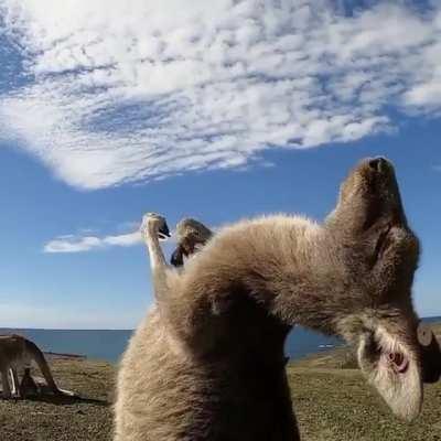 🔥 Kangaroo