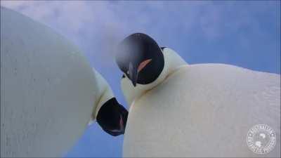 🔥 Curious Emperor penguins investigating a wildlife camera