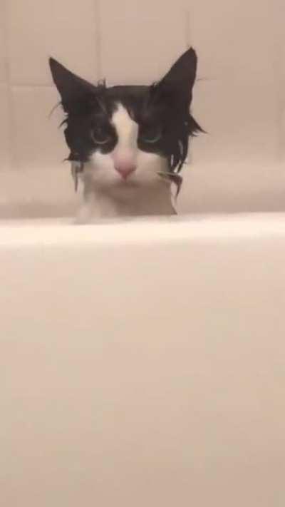 Kitty in bathtub