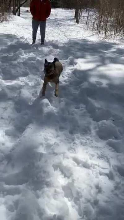 My dog’s first time ever seeing snow gave her the big zoomies! Please forgive my dorky ass laugh.