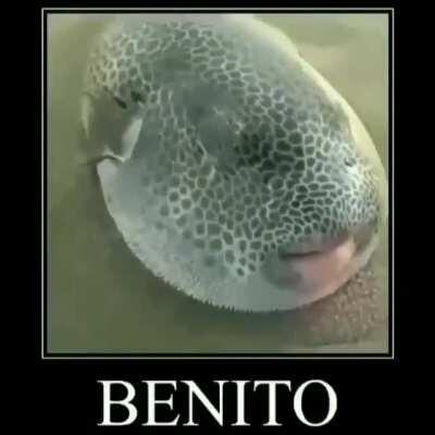 Benito 😎👌🏻