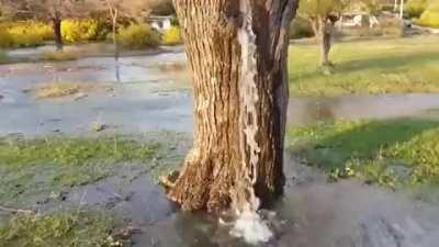 For the last two decades, during the spring floods, the water has been running out of this old mulberry tree in a village of Dinoša, Montenegro. It's likely due to high groundwater pressure coupled with a hollow section in the tree.