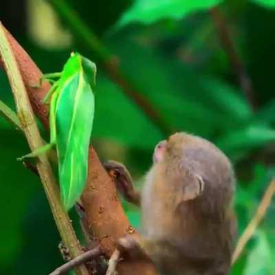 🔥 A pygmy marmoset completely fascinated by an insect