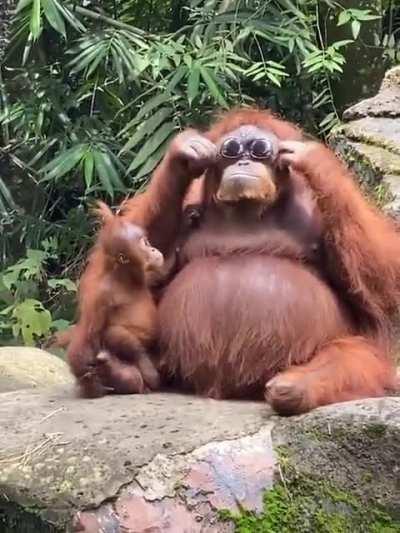 Zoo-goer dropped sunglasses in the orangutan enclosure