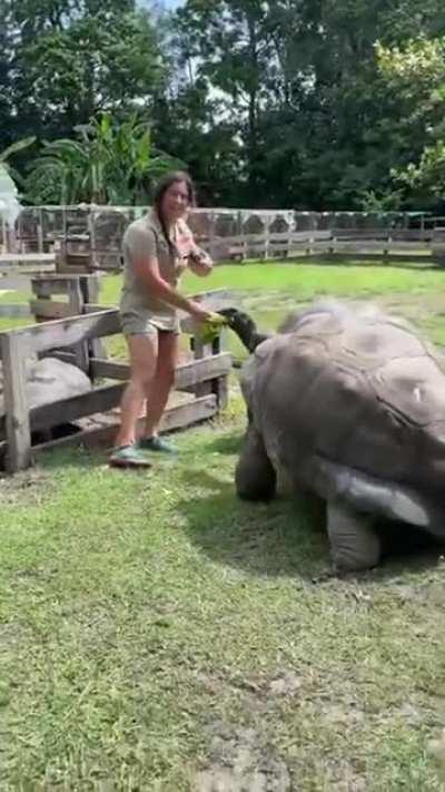 Gigantic tortoises