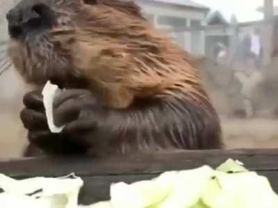 Cute Beaver eating cabbage