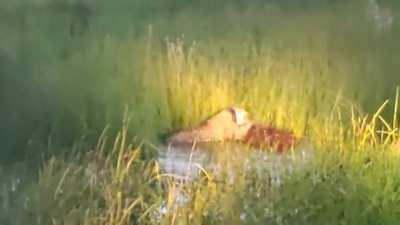 Jaguar mauling a capybara