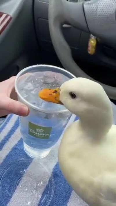 This duck loves ice water so much 😍