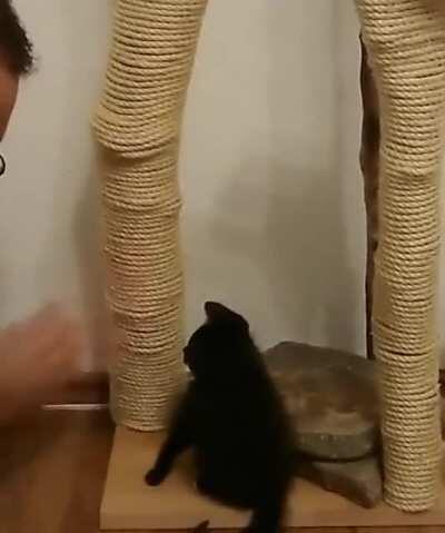 Teaching kitten to use a scratching post