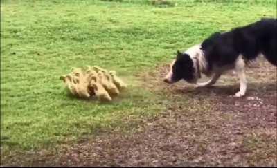 Border collie gently guiding ducklings into a puddle