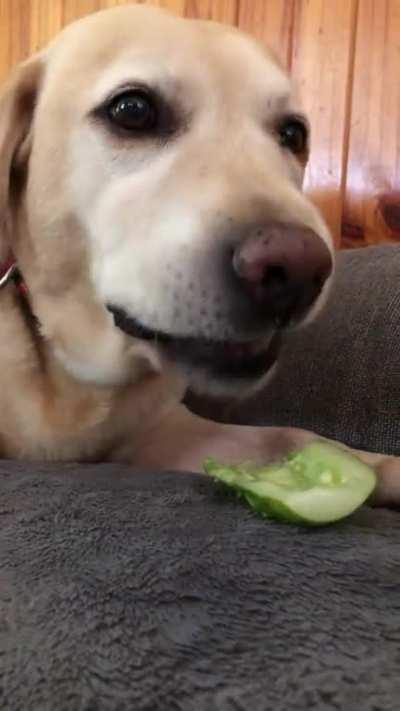 I grew too many cucumbers. Never fear, Labrador is here.