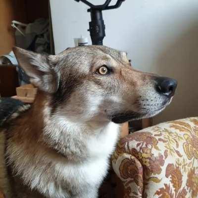 My dog has a favourite song. He puts his ears directly to the stereo and stare through the window for minutes.