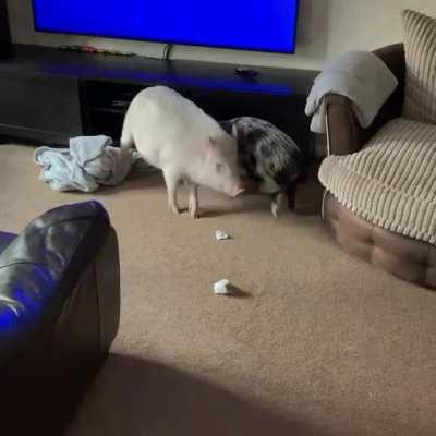 Piggies playing