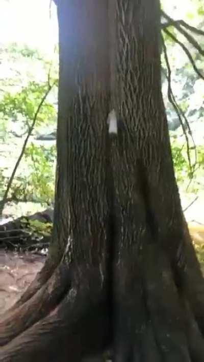 The Peeing tree in Germany