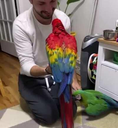 Monty the Macaw loves to play with daddy