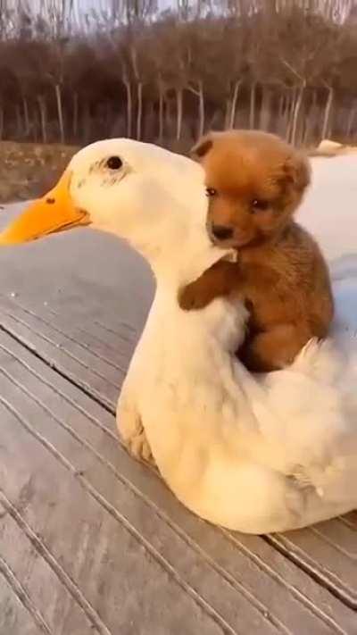 A puppy hugging a goose, what's not to love?