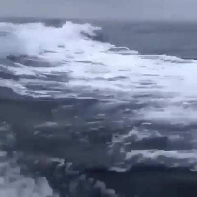 🔥 Orcas following a boat