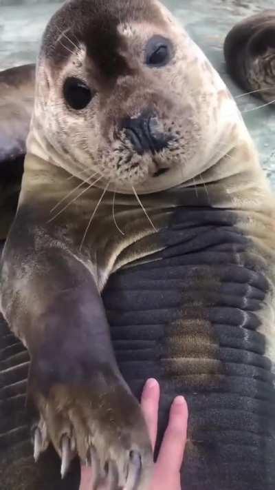 Petting a seal