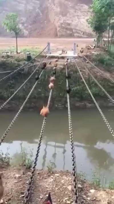 bridge made for chickens to cross small river