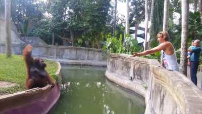 Clever orangutan makes a fair trade with human