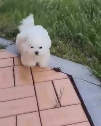 This little cotton ball though.