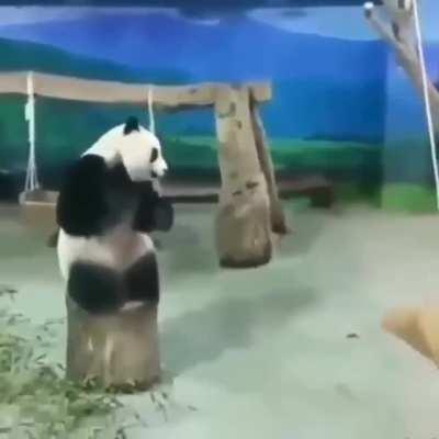 Cute panda attacking pillow