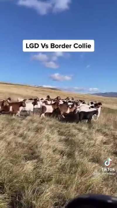 Livestock Guardian Dogs vs Border Collie explained