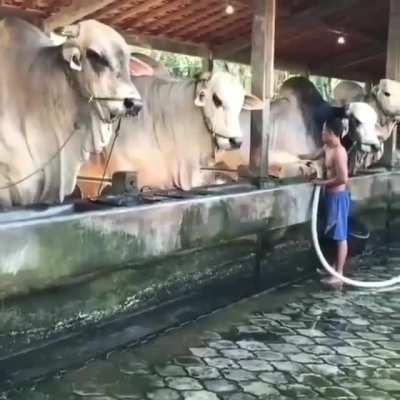 The size of the first cow from the left!