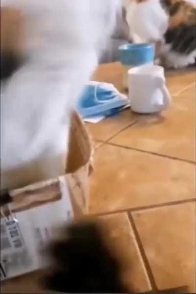 To smack this other cat