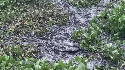 Alligators, turtles and invasive walking catfish vie for space as water disappears in Florida's Corkscrew Swamp during the dry season.