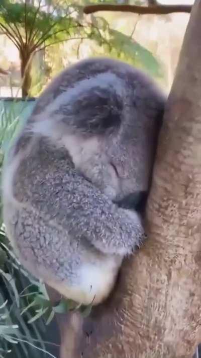 Fluffy Baby Koala taking a nap