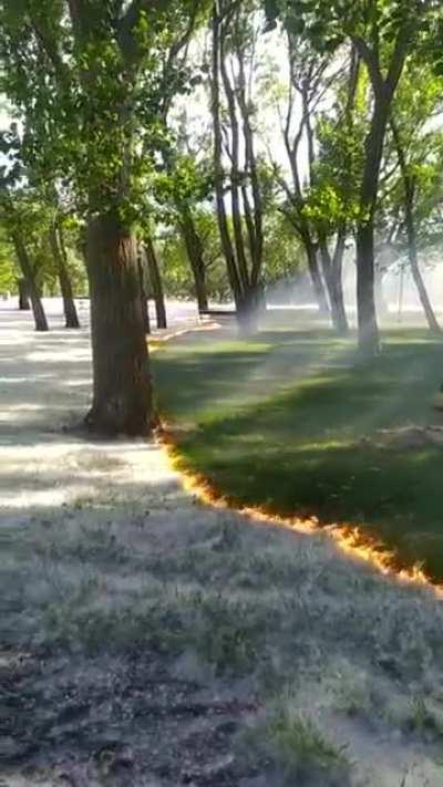 Poplar fluff burning with trees and grasses untouched, sweeps through the Cidacos de Calahorra Park, Spain